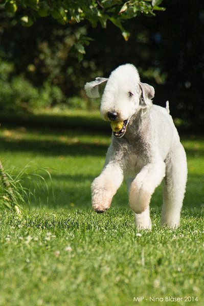 2014-06-06 Cherry & Quincy-8798.jpg